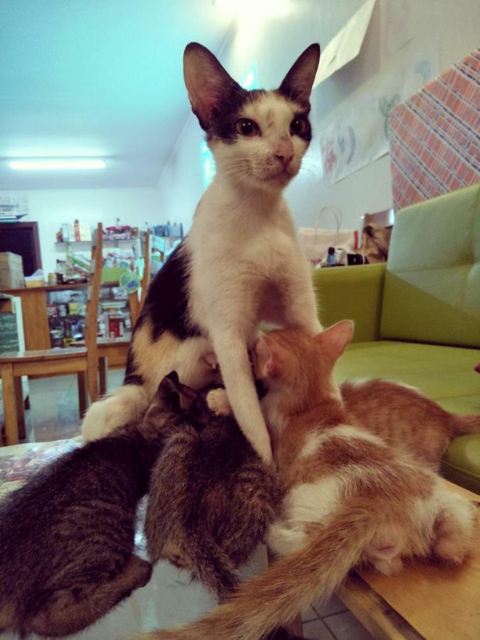 A Pousada Cat Japanese Only At Uh Huh House Cebu Exterior foto